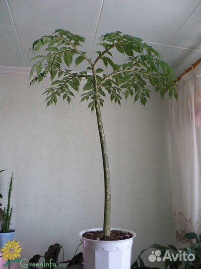 Пальма Аморфофаллиус- коньяк