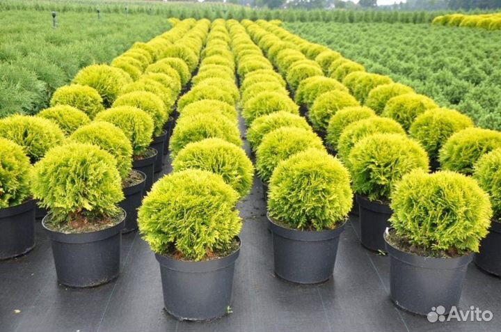 Туя западная 