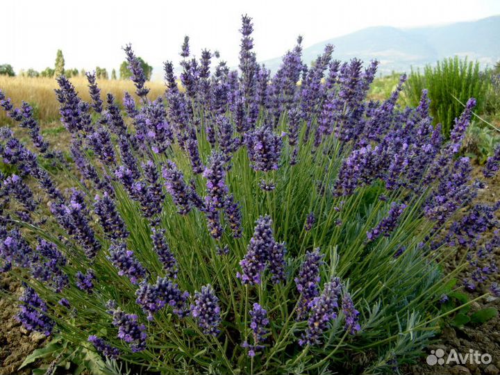 Лаванда