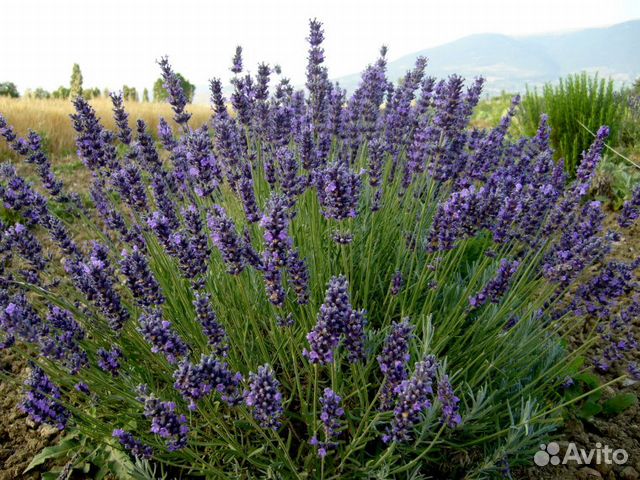Лаванда