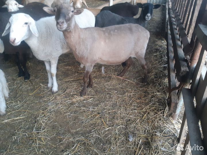 Овцы бараны