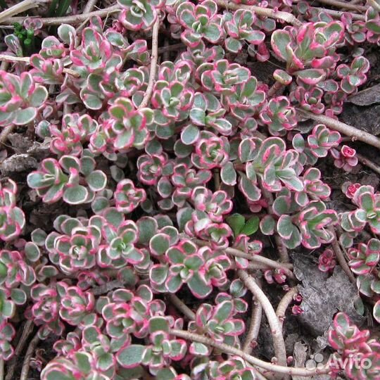 Цветы для сада