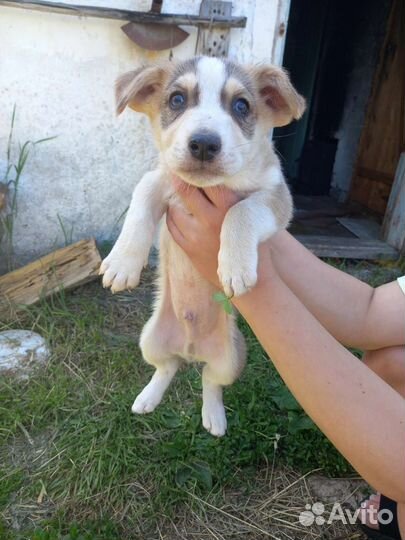 Собака в добрые руки отдам бесплатно