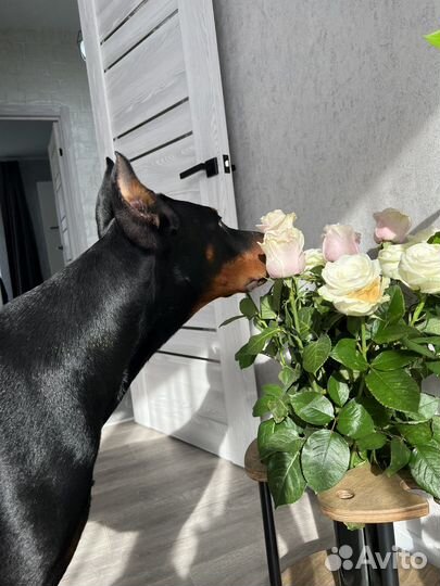 Доберман вязка