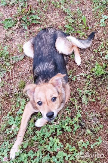 Щенок (самка)