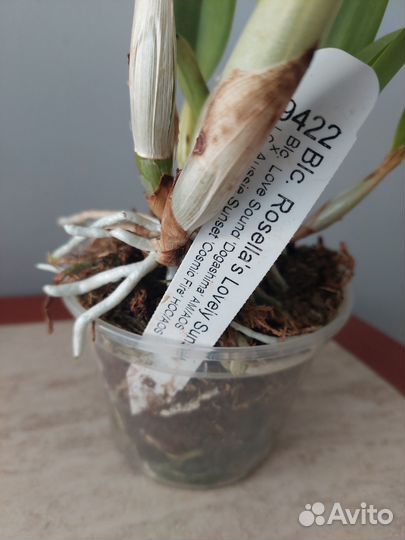 Орхидея Каттлея (Cattleya) цветет