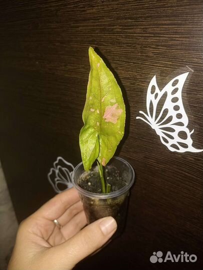 Сингониум пинк сплеш