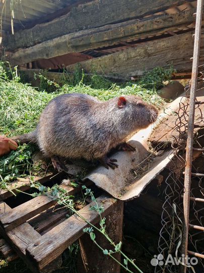 Семья Нутрий