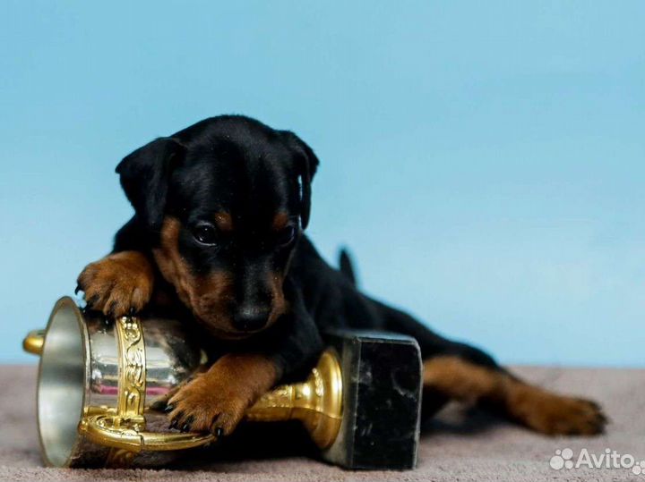 Цвергпинчер отличные щенки