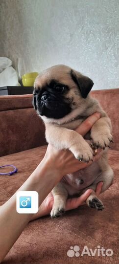 Щенки мопса