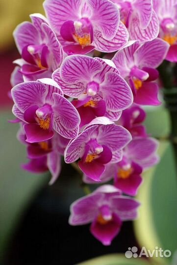 Орхидея сого Вивьен нецветущие