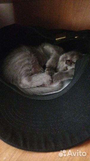 Котёнок тёмно-серый