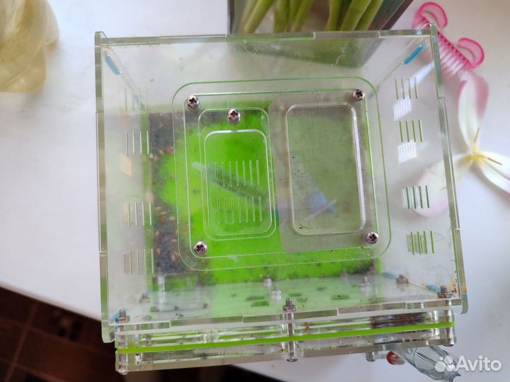 Формикарий муравьиная ферма