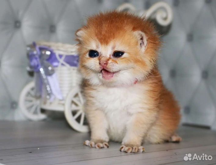 Золотые британские шиншиллы для респектабельных