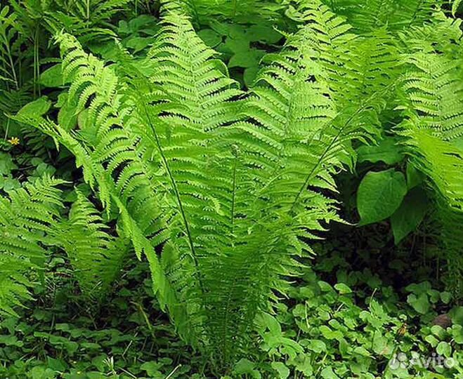 Папоротник