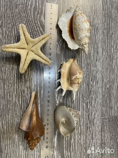 Морские ракушки