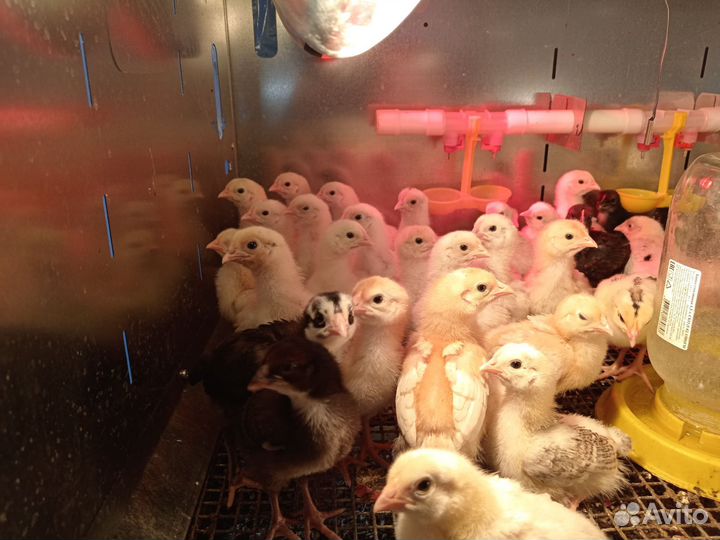 Цыплята несушки подрощенные