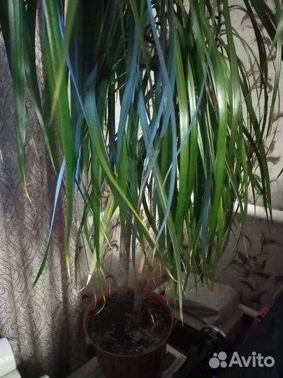 Пальма драцена