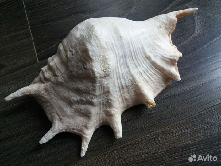 Ракушка, раковина Lambis trunkata, морская звезда