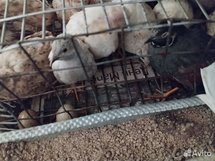 Перепела продажа