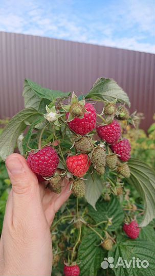 Ремонтантная малина Полька