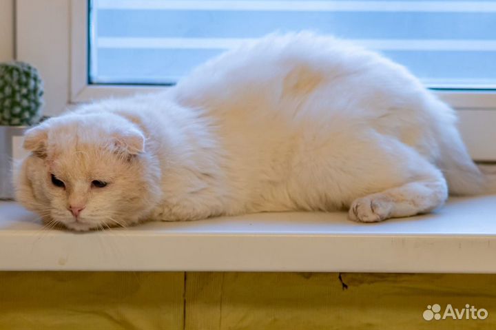 Кот в добрые руки