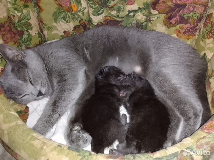 Котята в добрые руки мальчики бесплатно