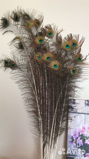 Перо павлина