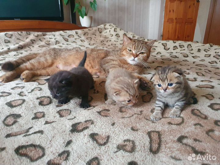 Кошки