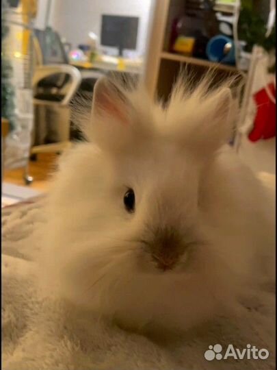 Декоративный кролик