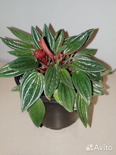 Пеперомия Россо растения