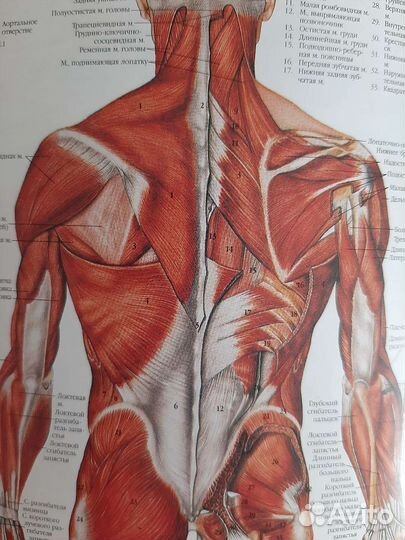 Медицинский массаж