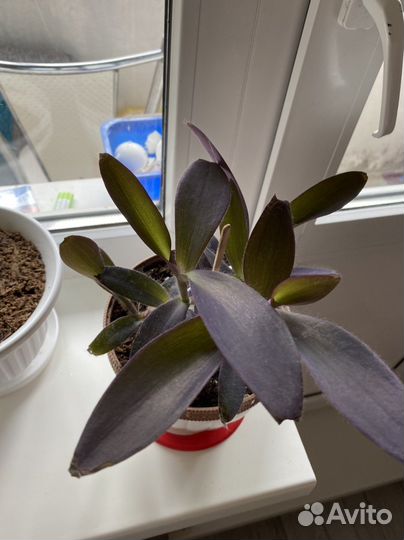 Комнатные цветы