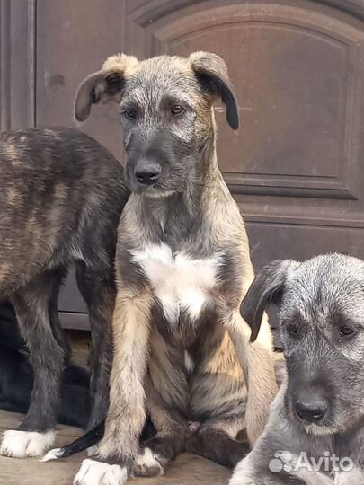 Щенки Ирландского волкодава