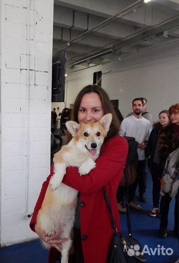 Выгул собак