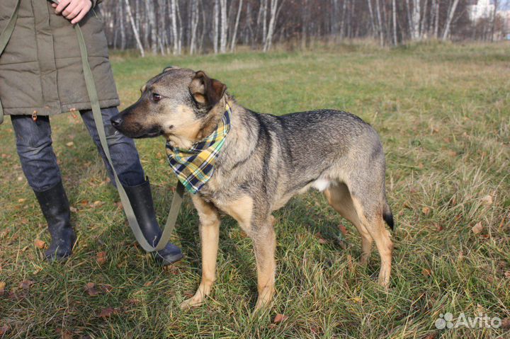 Лукас из приюта ищет дом