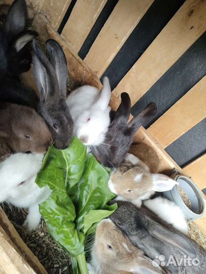 Кролики мясных пород