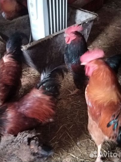 Продаю петушков Кучинских