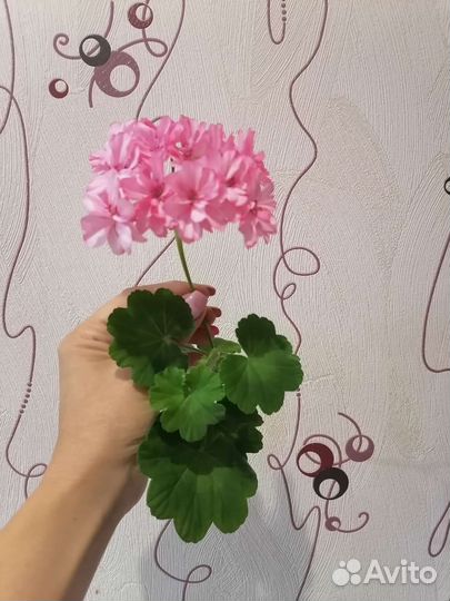 Пеларгония герань