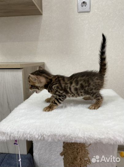 Бенгальские котята