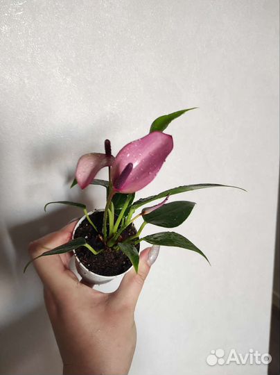 Антуриум зизу