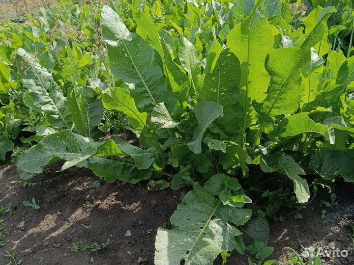 Корень хрена