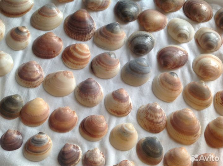 84 ракушки и камни