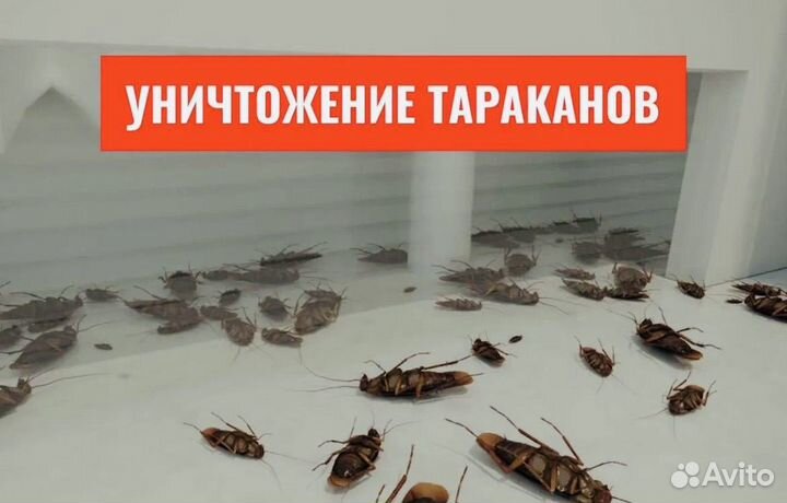 Травить клопов, уничтожение тараканов, дезинфекция