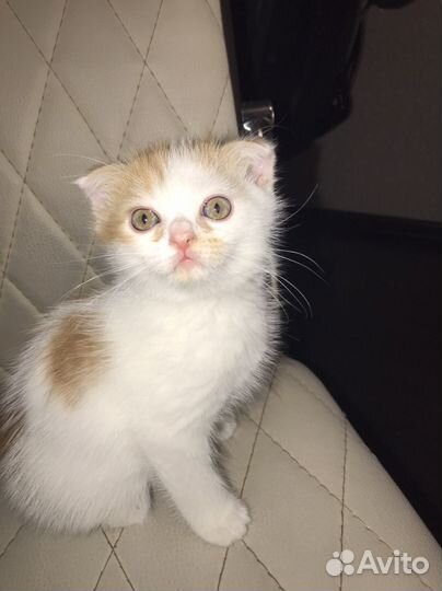 Котенок вислоухий