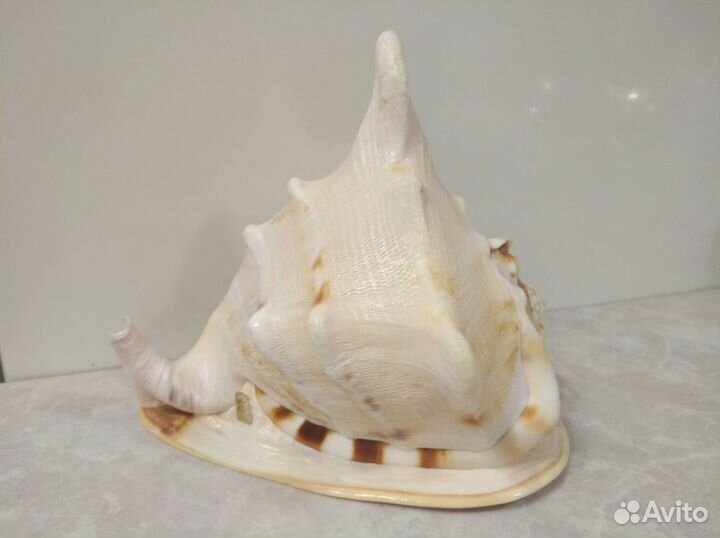 Большая морская раковина