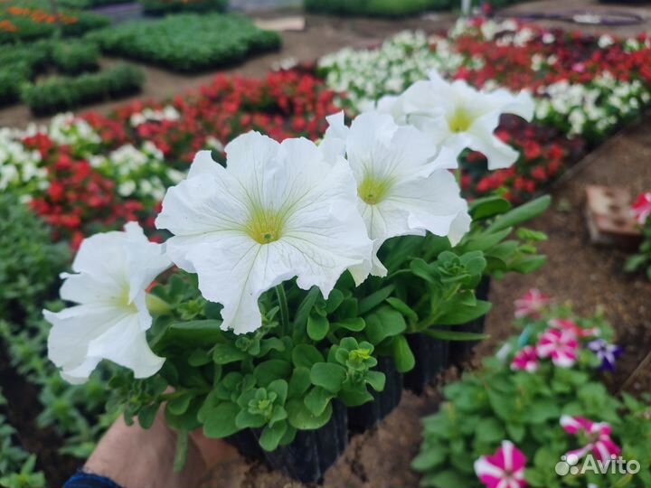 Петунии кустовые и ампельные тагетисы - бархатцы