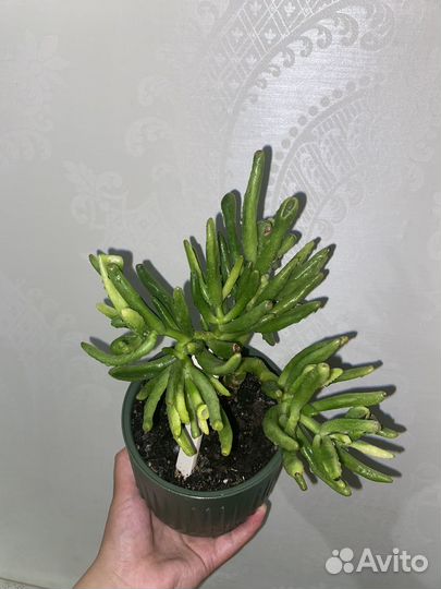 Толстянка хоббит