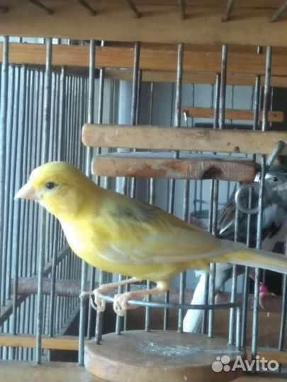 Самочки-канарейки