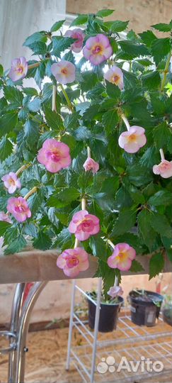 Ризомы ахименесов